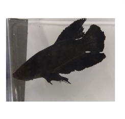 Kampfisk PKHM Super black Han